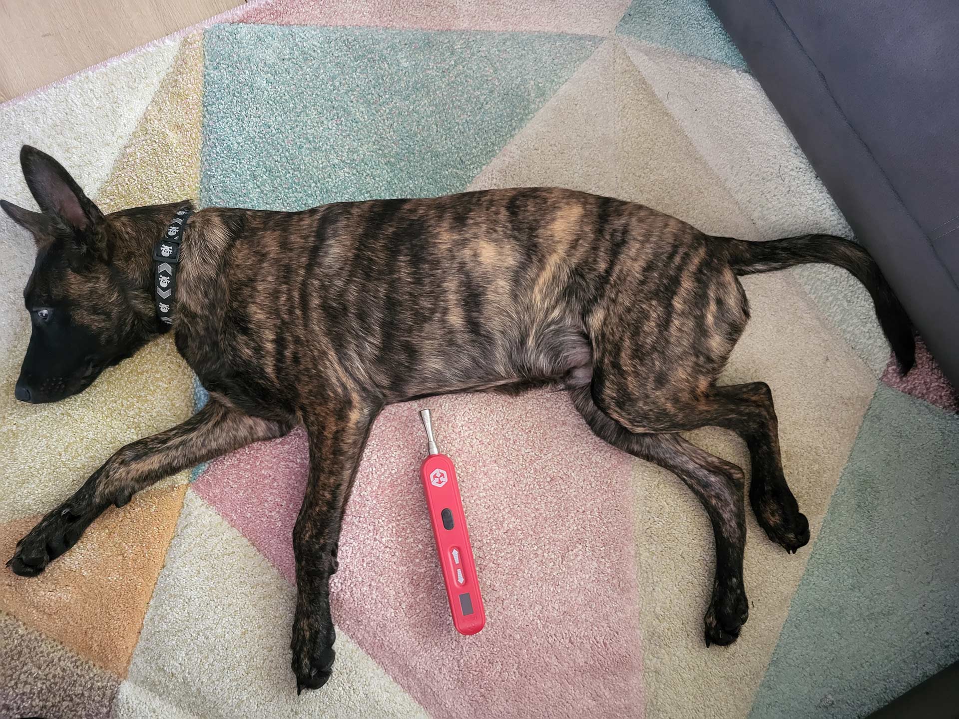 Lasertherapie / Laser­akupunktur beim Hund