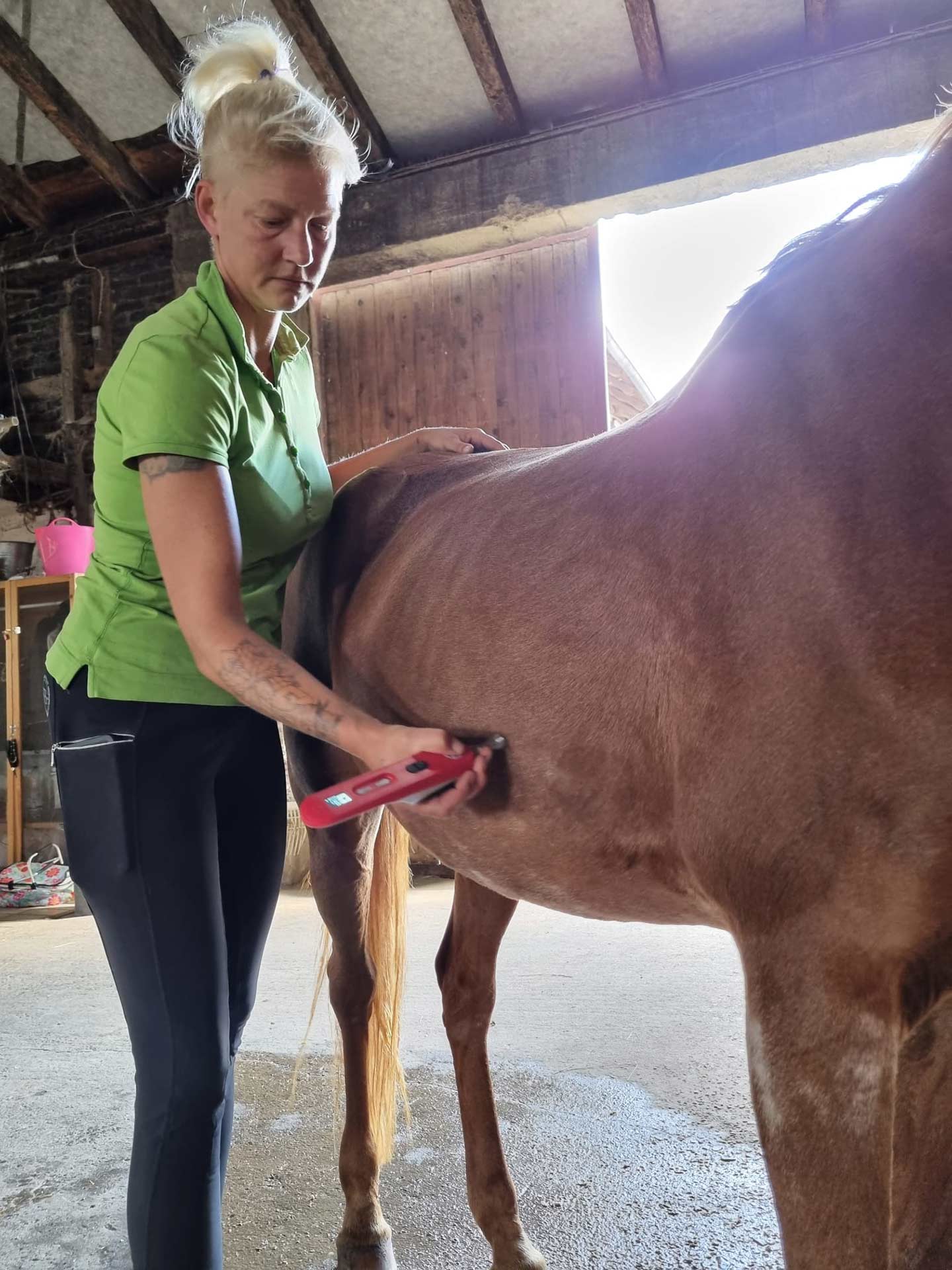 Lasertherapie / Laser­akupunktur beim Pferd